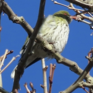 Oriolus sagittatus at Narrabundah, ACT - 11 Aug 2023