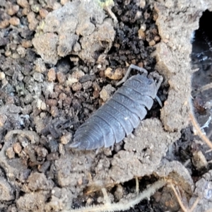 Porcellio scaber at Coree, ACT - 19 Aug 2023