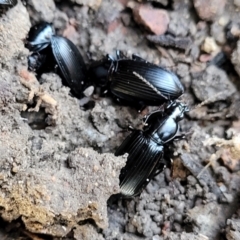 Carabidae sp. (family) (A ground beetle) at Coree, ACT - 19 Aug 2023 by trevorpreston