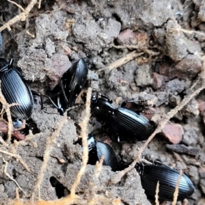 Carabidae sp. (family) at Coree, ACT - 19 Aug 2023 12:37 PM