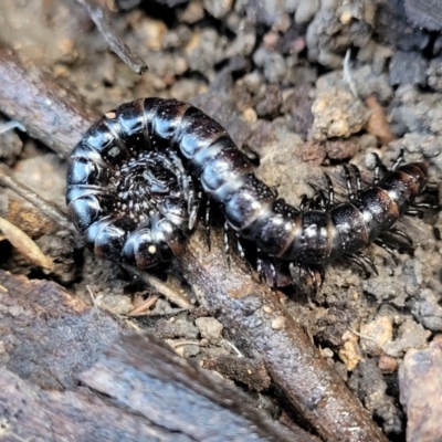 Paradoxosomatidae sp. (family) (Millipede) at Coree, ACT - 19 Aug 2023 by trevorpreston