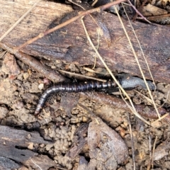 Paradoxosomatidae sp. (family) at Coree, ACT - 19 Aug 2023 12:36 PM