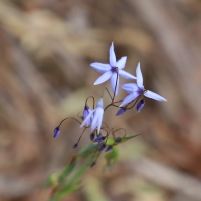 Stypandra glauca (Nodding Blue Lily) at Canberra Central, ACT - 18 Aug 2023 by JimL