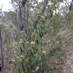 Pomaderris intermedia (Golden Pomaderris) at Canberra Central, ACT - 19 Aug 2023 by JimL
