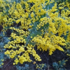 Acacia baileyana at Isaacs, ACT - 19 Aug 2023