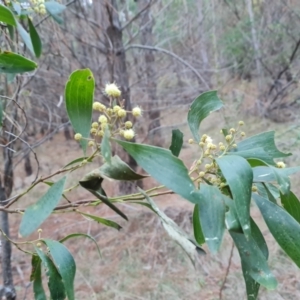 Acacia melanoxylon at Isaacs, ACT - 19 Aug 2023