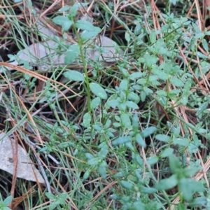 Gonocarpus tetragynus at Isaacs, ACT - 19 Aug 2023