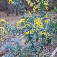 Acacia baileyana (Cootamundra Wattle, Golden Mimosa) at Isaacs, ACT - 19 Aug 2023 by Mike