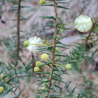 Acacia ulicifolia (Prickly Moses) at Jerrabomberra, ACT - 19 Aug 2023 by Mike