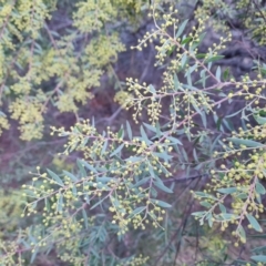 Acacia buxifolia subsp. buxifolia at Jerrabomberra, ACT - 19 Aug 2023 04:10 PM