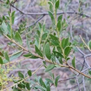 Acacia sp. at Jerrabomberra, ACT - 19 Aug 2023 04:08 PM