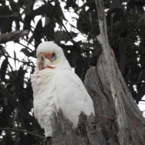 Cacatua tenuirostris X sanguinea at suppressed - 19 Aug 2023