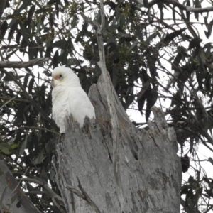 Cacatua tenuirostris X sanguinea at Kambah, ACT - 19 Aug 2023