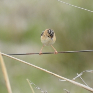 Cisticola exilis at Tuggeranong, ACT - 19 Aug 2023