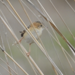 Cisticola exilis at Tuggeranong, ACT - 19 Aug 2023