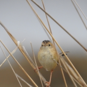 Cisticola exilis at Tuggeranong, ACT - 19 Aug 2023