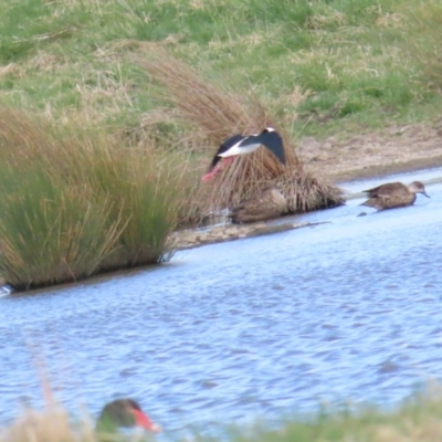 Himantopus leucocephalus (Pied Stilt) at Jerrabomberra Wetlands - 19 Aug 2023 by TomW