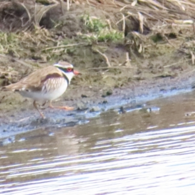 Charadrius melanops (Black-fronted Dotterel) at Fyshwick, ACT - 19 Aug 2023 by BenW