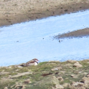 Charadrius melanops at Fyshwick, ACT - 19 Aug 2023 10:58 AM