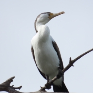 Phalacrocorax varius at Belconnen, ACT - 19 Aug 2023 12:01 PM