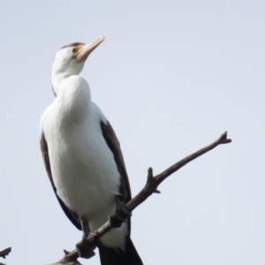 Phalacrocorax varius at Belconnen, ACT - 19 Aug 2023