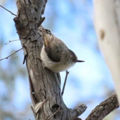 Daphoenositta chrysoptera (Varied Sittella) at Campbell Park Woodland - 19 Aug 2023 by TomW