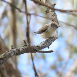 Daphoenositta chrysoptera at Majura, ACT - 19 Aug 2023