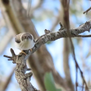 Daphoenositta chrysoptera at Majura, ACT - 19 Aug 2023