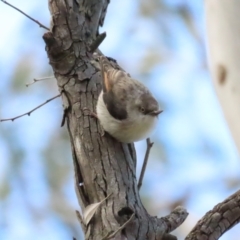 Daphoenositta chrysoptera at Majura, ACT - 19 Aug 2023