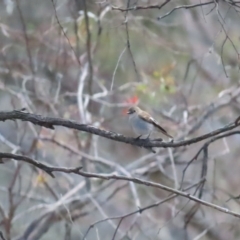 Petroica phoenicea at Majura, ACT - 19 Aug 2023