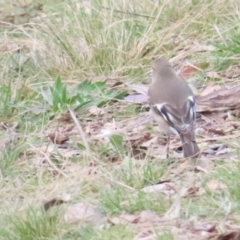 Petroica phoenicea at Majura, ACT - 19 Aug 2023