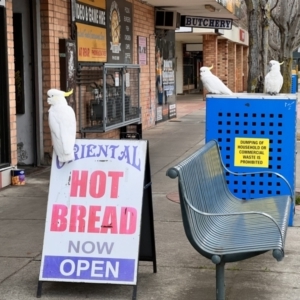 Cacatua galerita at Hawker, ACT - 19 Aug 2023