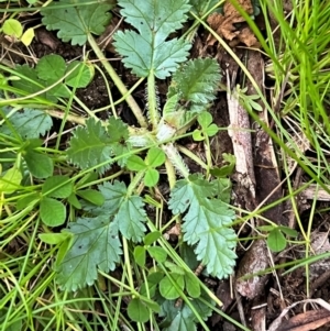 Erodium botrys at Higgins, ACT - 19 Aug 2023