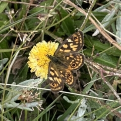 Oreixenica correae (Orange Alpine Xenica) at Kosciuszko National Park - 15 Mar 2023 by lbradley