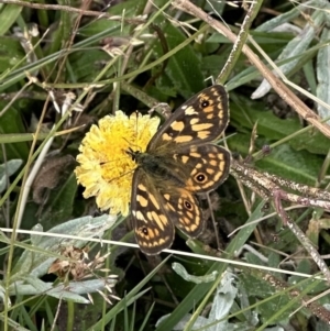 Oreixenica correae at Charlotte Pass, NSW - 15 Mar 2023 02:58 PM