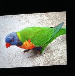 Trichoglossus moluccanus at Aranda, ACT - 17 Aug 2023