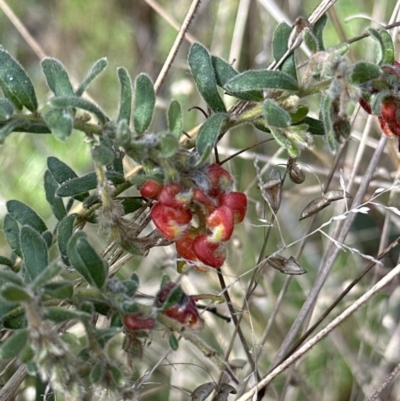 Grevillea alpina (Mountain Grevillea / Cat's Claws Grevillea) at Belconnen, ACT - 19 Aug 2023 by lbradley