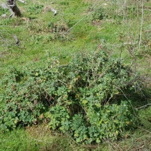 Marrubium vulgare at Majura, ACT - 15 Aug 2023