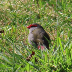 Neochmia temporalis (Red-browed Finch) at Braidwood, NSW - 19 Aug 2023 by MatthewFrawley