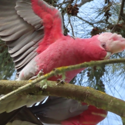 Eolophus roseicapilla (Galah) at Braidwood, NSW - 19 Aug 2023 by MatthewFrawley