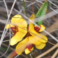 Mirbelia platylobioides at Oallen, NSW - 18 Aug 2023