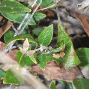 Mirbelia platylobioides at Oallen, NSW - 18 Aug 2023 01:28 PM