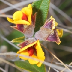 Mirbelia platylobioides at Oallen, NSW - 18 Aug 2023 01:28 PM