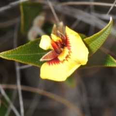 Mirbelia platylobioides at Oallen, NSW - 18 Aug 2023