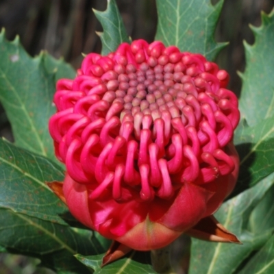 Telopea speciosissima (NSW Waratah) at Hyams Beach, NSW - 19 Aug 2023 by Harrisi