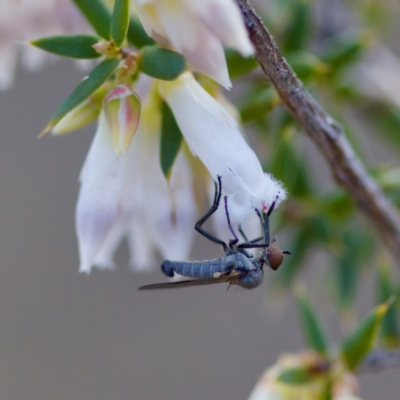 Sphicosa sp. (genus) (A dance fly) at Stromlo, ACT - 19 Aug 2023 by KorinneM