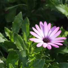 Dimorphotheca ecklonis (African Daisy) at Turner, ACT - 9 Apr 2023 by ConBoekel