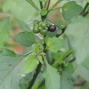 Solanum nigrum at Turner, ACT - 9 Apr 2023 03:44 PM