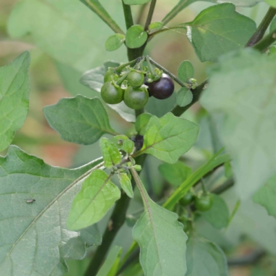 Solanum nigrum (Black Nightshade) at Turner, ACT - 9 Apr 2023 by ConBoekel