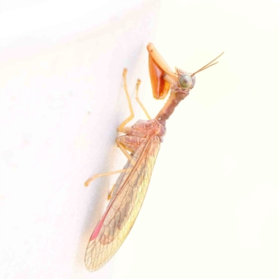 Mantispidae (family) (Unidentified mantisfly) at Sullivans Creek, Turner - 9 Apr 2023 by ConBoekel